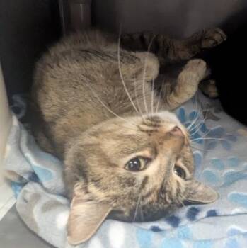 Domestic Short Hair Cats Available for Adoption - Photocopy | PetCurious