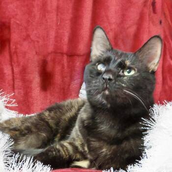 Tortoiseshell and Domestic Short Hair Cats Available for Adoption - Opal | PetCurious