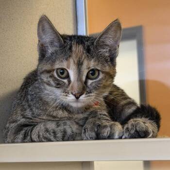 Disgust (26-3C-7) -  Domestic Short Hair Cat for Adoption in Rifle, Colorado - Disgust (26-3C-7) | PetCurious