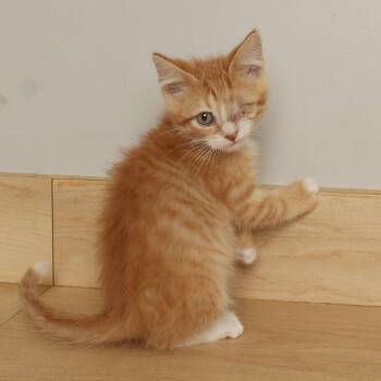 Graham C70615 -  Domestic Short Hair Cat for Adoption in Minnetonka, Minnesota - Graham C70615 | PetCurious