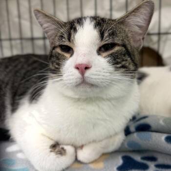 Rockwell Nova -  Domestic Short Hair Cat for Adoption in Durham, North Carolina - Rockwell Nova | PetCurious