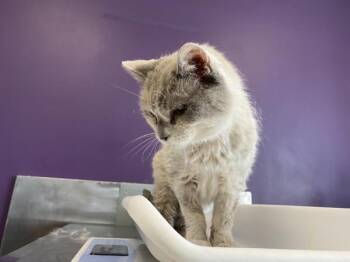 *Margie* -  Domestic Short Hair Cat for Adoption in Salt Lake City, Utah - *Margie* | PetCurious