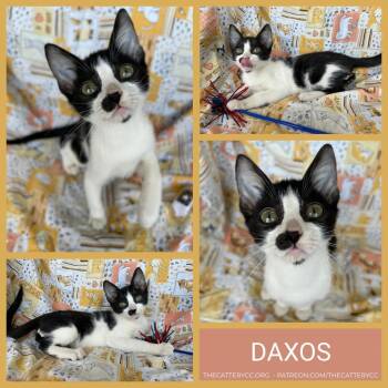Daxos -  Domestic Short Hair Cat for Adoption in Corpus Christi, Texas - Daxos | PetCurious