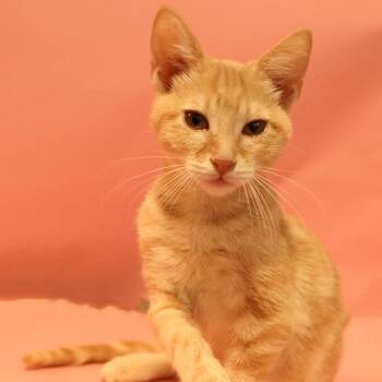 Carmel Corn -  Domestic Short Hair Cat for Adoption in Layton, Utah - Carmel Corn | PetCurious