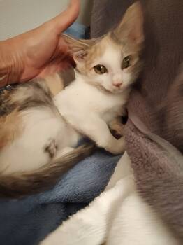 Rescue Calico Cats for Adoption in Harned, Kentucky - Bubbles | PetCurious