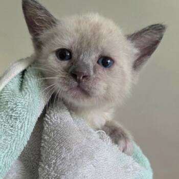 Foxy -  Siamese and Domestic Short Hair Cat for Adoption in Calimesa, California - Foxy | PetCurious