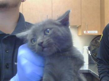 MARI -  Domestic Short Hair Cat for Adoption in Sacramento, California - MARI | PetCurious