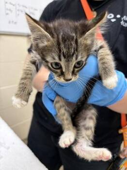Boots -  Domestic Medium Hair and Domestic Short Hair Cat for Adoption in Westland, Michigan - Boots | PetCurious