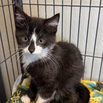 Domestic Medium Hair Cats Available for Adoption in Saginaw, Michigan - Benjamin | PetCurious