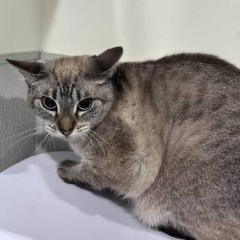 KiKi -  Domestic Short Hair Cat for Adoption in Tampa, Florida - KiKi | PetCurious