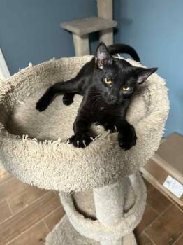 Rescue Domestic Short Hair Cats for Adoption in Brighton, Tennessee - Feyra (BSM-Fostered In TN) | PetCurious