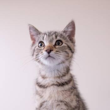 Clementine -  Domestic Short Hair and Siamese Cat for Adoption in Saint Paul, Minnesota - Clementine | PetCurious