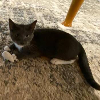 Breeze C11432 -  Domestic Short Hair Cat for Adoption - Breeze C11432 | PetCurious
