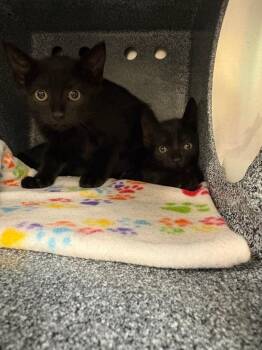 Domestic Short Hair Cats Available for Adoption in Johnson City, Tennessee - Salem (Platinum) | PetCurious