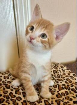 Pinto Pie -  Tabby and Domestic Short Hair Cat for Adoption in Chandler, Arizona - Pinto Pie | PetCurious