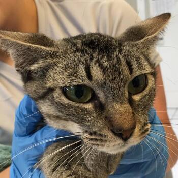 Annie -  Domestic Short Hair Cat for Adoption in Ojai, California - Annie | PetCurious