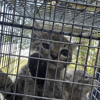 THUNDERBOLT -  Domestic Short Hair Cat for Adoption in Greensboro, North Carolina - THUNDERBOLT | PetCurious