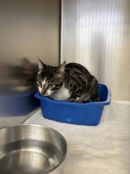 Berlin -  Domestic Short Hair Cat for Adoption in Montreal, Quebec - Berlin | PetCurious