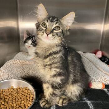 Rescue Domestic Medium Hair Cats for Adoption in Los Angeles, California - Mishi | PetCurious