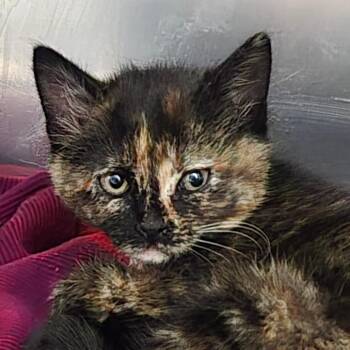 Heather -  Domestic Short Hair Cat for Adoption in Idaho Falls, Idaho - Heather | PetCurious