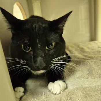 Jerry -  Domestic Short Hair Cat for Adoption in Drumheller, Alberta - Jerry | PetCurious