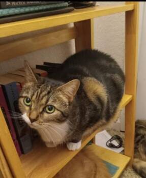 Domestic Short Hair Cats Available for Adoption - Mama Wynona | PetCurious