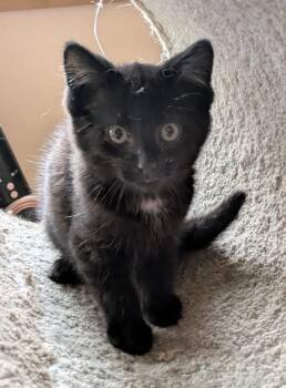 Denzel -  Domestic Short Hair Cat Available for Adoption in Wadsworth, Ohio - Denzel | PetCurious