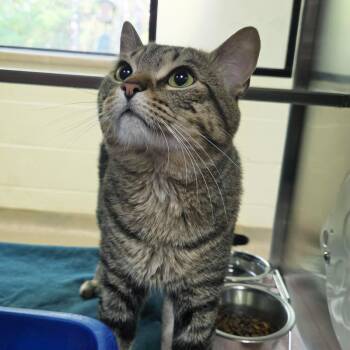 Harley -  Domestic Short Hair Cat for Adoption in Plover, Wisconsin - Harley | PetCurious