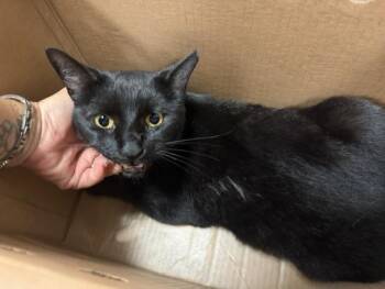 POOH -  Domestic Short Hair Cat for Adoption in Doral, Florida - POOH | PetCurious