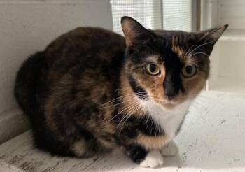 Rescue Domestic Short Hair Cats for Adoption in Huntington, New York - Kiwi | PetCurious