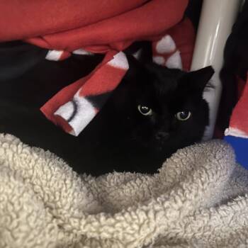 Corona -  Domestic Medium Hair Cat for Adoption in Bedford, New Hampshire - Corona | PetCurious