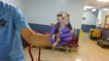 LILA -  Domestic Short Hair Cat for Adoption in Doral, Florida - LILA | PetCurious