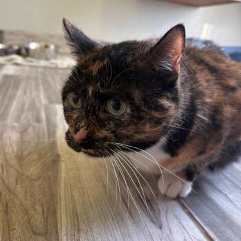 Brianna -  Domestic Short Hair and Mixed Breed Cat for Adoption in West Des Moines, Iowa - Brianna | PetCurious