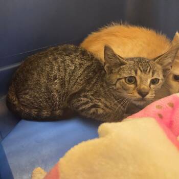 Thrift -  Domestic Short Hair Cat for Adoption in Chattanooga, Tennessee - Thrift | PetCurious