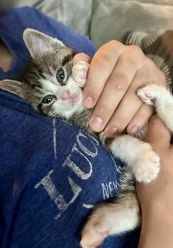Rescue Domestic Short Hair Cats for Adoption in Fort Worth, Texas - Socks (pre Adopt) | PetCurious