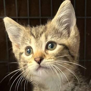 Rescue Domestic Short Hair Cats for Adoption in Robinson, Illinois - Pedals | PetCurious