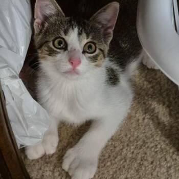 Rescue Domestic Short Hair Cats for Adoption in Owatonna, Minnesota - Caroline | PetCurious