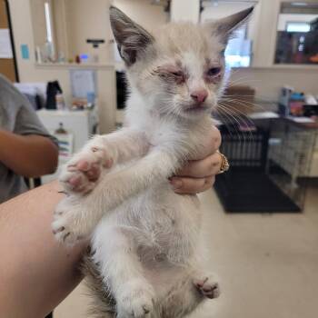 Domestic Short Hair Cats Available for Adoption in Lake Panasoffkee, Florida - Shaggy | PetCurious
