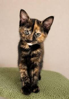 Venus -  Domestic Short Hair Cat for Adoption in Battle Creek, Michigan - Venus | PetCurious