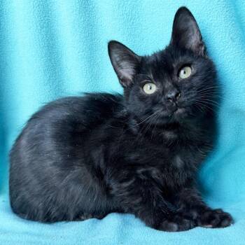 Hobo -  Domestic Short Hair Cat for Adoption in Mt. Juliet, Tennessee - Hobo | PetCurious
