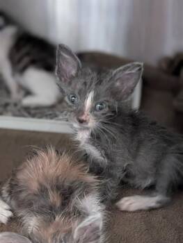 MILES -  Domestic Short Hair Cat for Adoption in Dallas, Texas - MILES | PetCurious