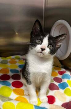 Domestic Short Hair Cats Available for Adoption - Cadbury | PetCurious