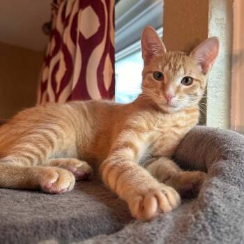 Nigel -  Domestic Short Hair Cat for Adoption in Williston, Florida - Nigel | PetCurious