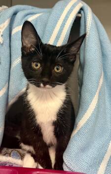 Jungle -  Domestic Short Hair Cat for Adoption in Moundsville, West Virginia - Jungle | PetCurious