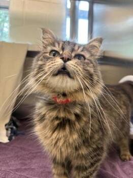 Beatrice -  Domestic Medium Hair and Domestic Short Hair Cat for Adoption in Westland, Michigan - Beatrice | PetCurious