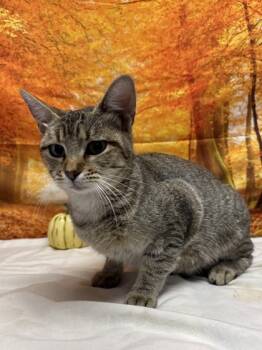 Rescue Domestic Short Hair Cats for Adoption in San Antonio, Texas - Sad Ears | PetCurious