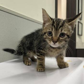 Rosa -  Domestic Short Hair Cat for Adoption in Tampa, Florida - Rosa | PetCurious