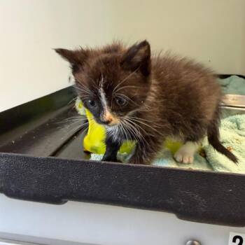 Domestic Short Hair Cats Available for Adoption in Lynchburg, Virginia - Inkblot | PetCurious