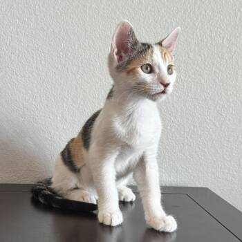 Pebbles -  Domestic Short Hair Cat for Adoption in Coachella, California - Pebbles | PetCurious