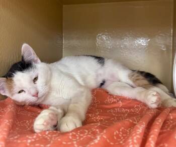 Domestic Short Hair Cats Available for Adoption - Daize IL | PetCurious